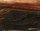 Polished Tiger Iron Stromatolite - ( Billion Years) #75841-1